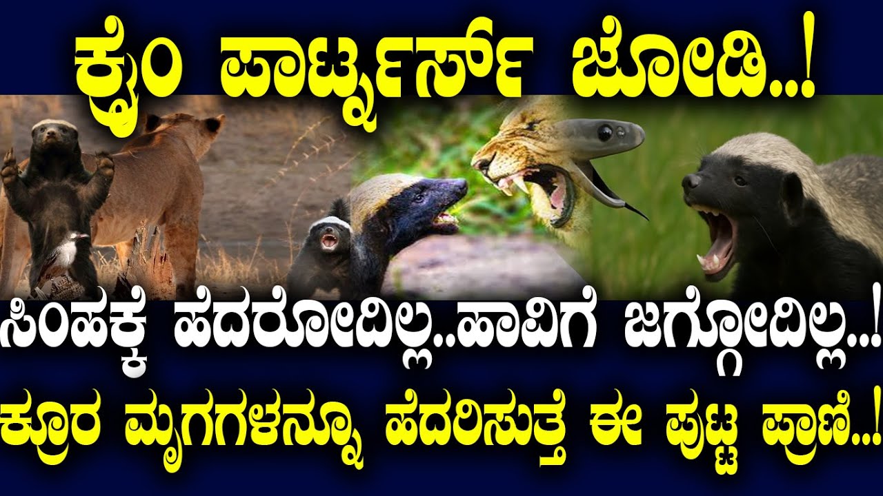 ಕ್ರೈಂ ಪಾರ್ಟ್ನರ್ಸ್..!ಸಿಂಹಕ್ಕೆ ಹೆದರೋದಿಲ್ಲ..ಹಾವಿಗೆ ಜಗ್ಗೋದಿಲ್ಲ..!ಕ್ರೂರ ಮೃಗಗಳನ್ನೂ ಹೆದರಿಸುತ್ತೆ ಈ ಪ್ರಾಣಿ..!