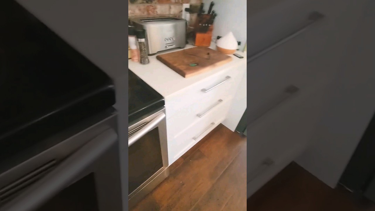 If your German Shepherd ever goes missing 🫢🐾