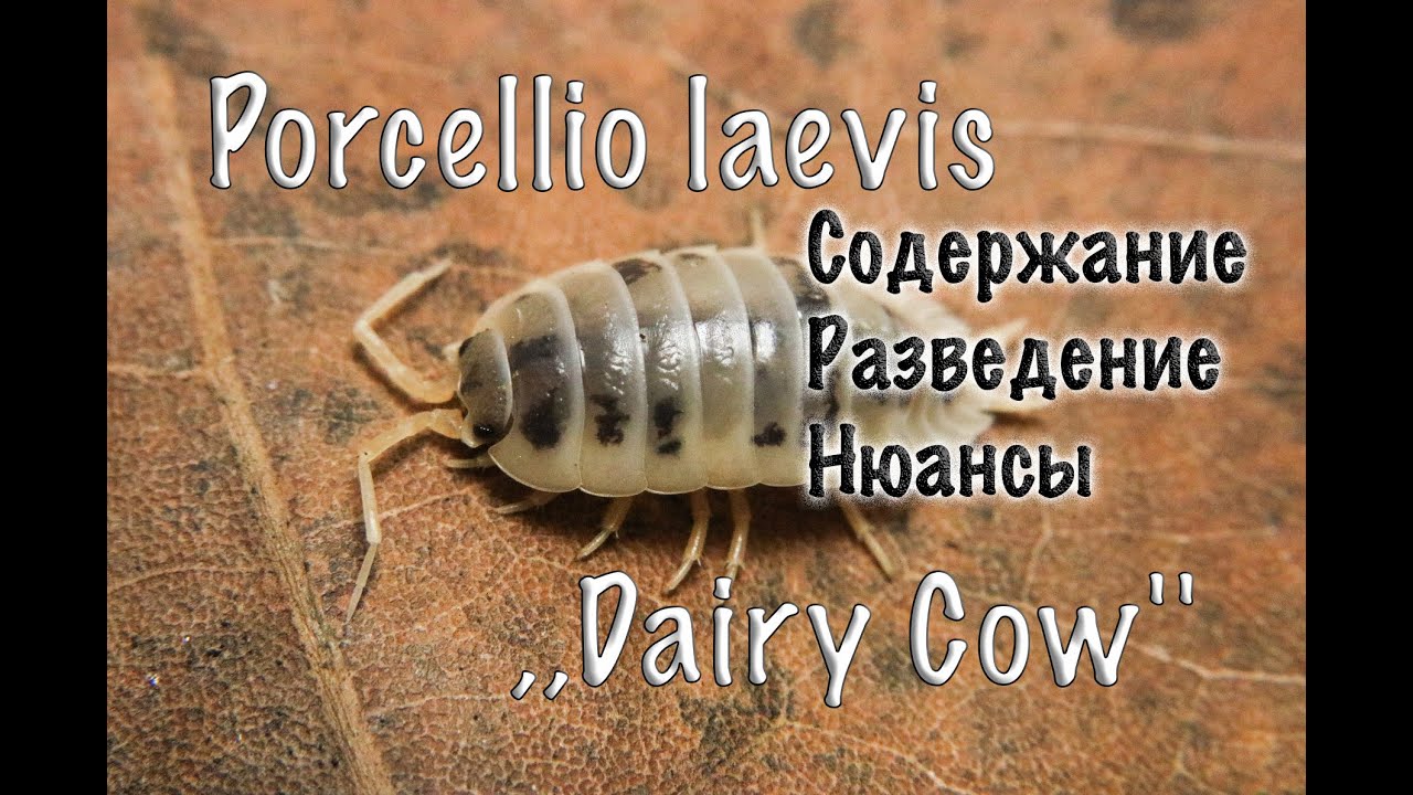 МОКРИЦЫ . СОДЕРЖАНИЕ . РАЗМНОЖЕНИЕ . КОРМЛЕНИЕ . ВЕНТИЛЯЦИЯ .