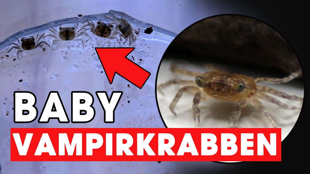 🦀 TIPPS & TRICKS zur Aufzucht von VAMPIRKRABBEN-Nachzuchten!