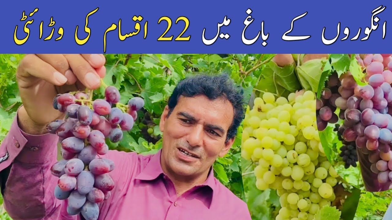 Visit Grapes Farm | 22 plus varieties of grapes,imported varieties