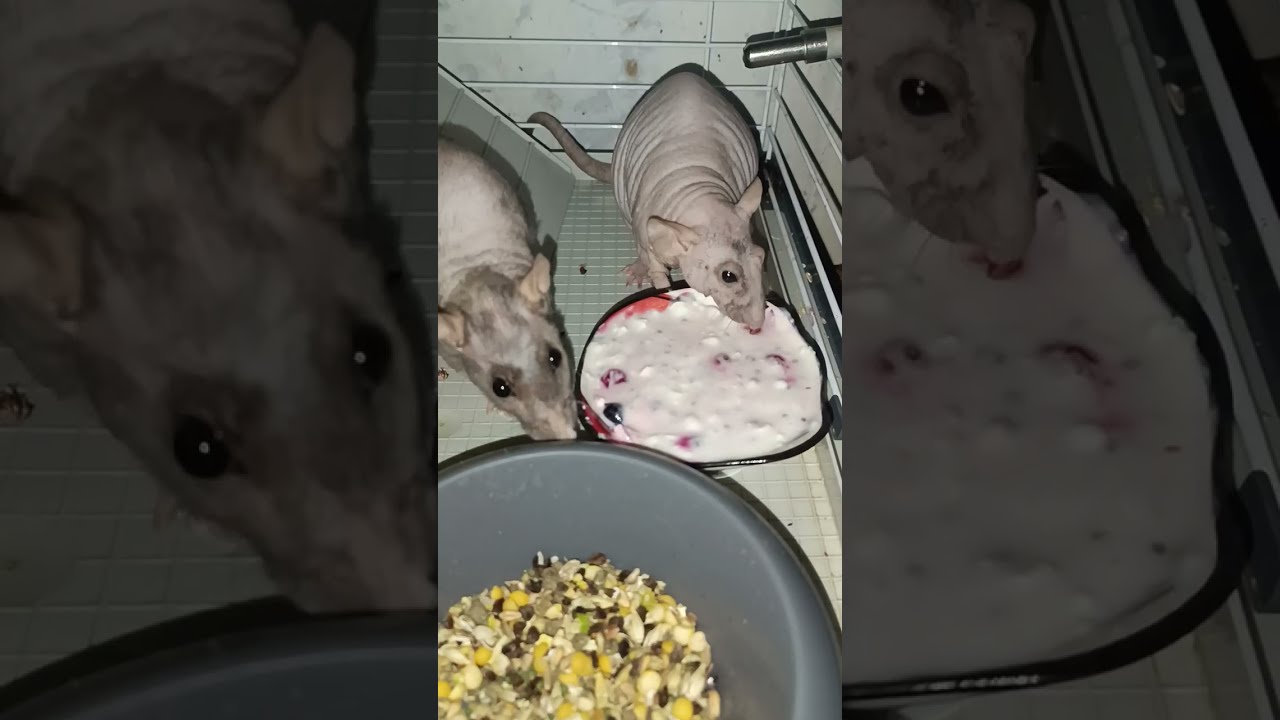 Ужин крыс 🐀🐀