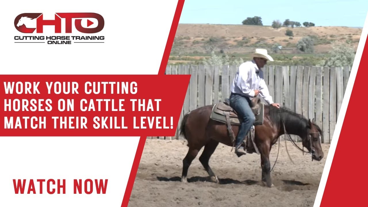 Work Your Cutting Horses On Cattle That Match Their Skill Level!