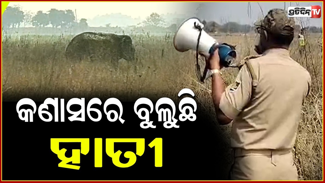 କଣାସରେ ଗୋଠଛଡ଼ା ହାତୀ ଆତଙ୍କ, ଧାନ କ୍ଷେତରେ ପସି କରୁଛି ଧାନ ଫସଲ ନଷ୍ଟ ! Elephant terror in Kanas, Puri