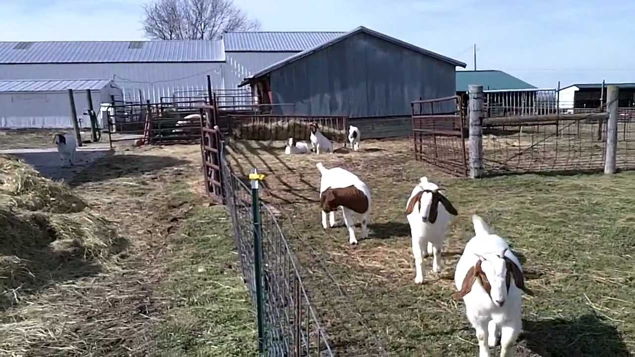 overview of farm with Boer goats and Honeybaby
