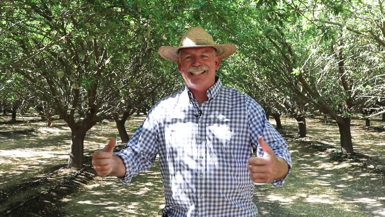 California almond farmer uses partial root drying method to water almond trees