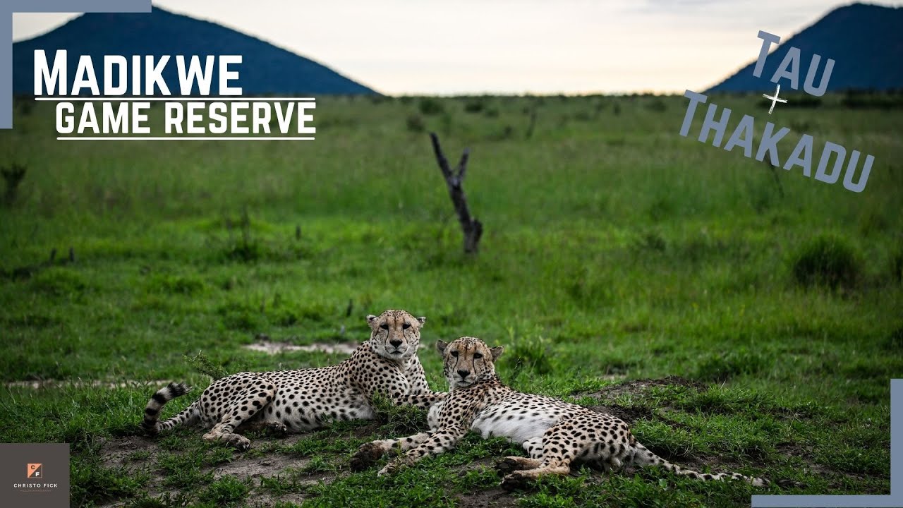 Madikwe game reserve: Thakadu river camp and Tau game lodge