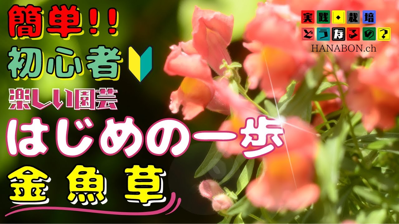 実践・栽培・どうなるの？【長く楽しめる花】簡単!!初心者楽しい園芸・最初の一歩【金魚草・スナップ】植え方・育て方・育ち方【園芸・ガーデニング】