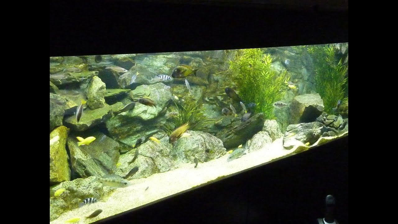 Tanganyika Fish Tank Aquarium
