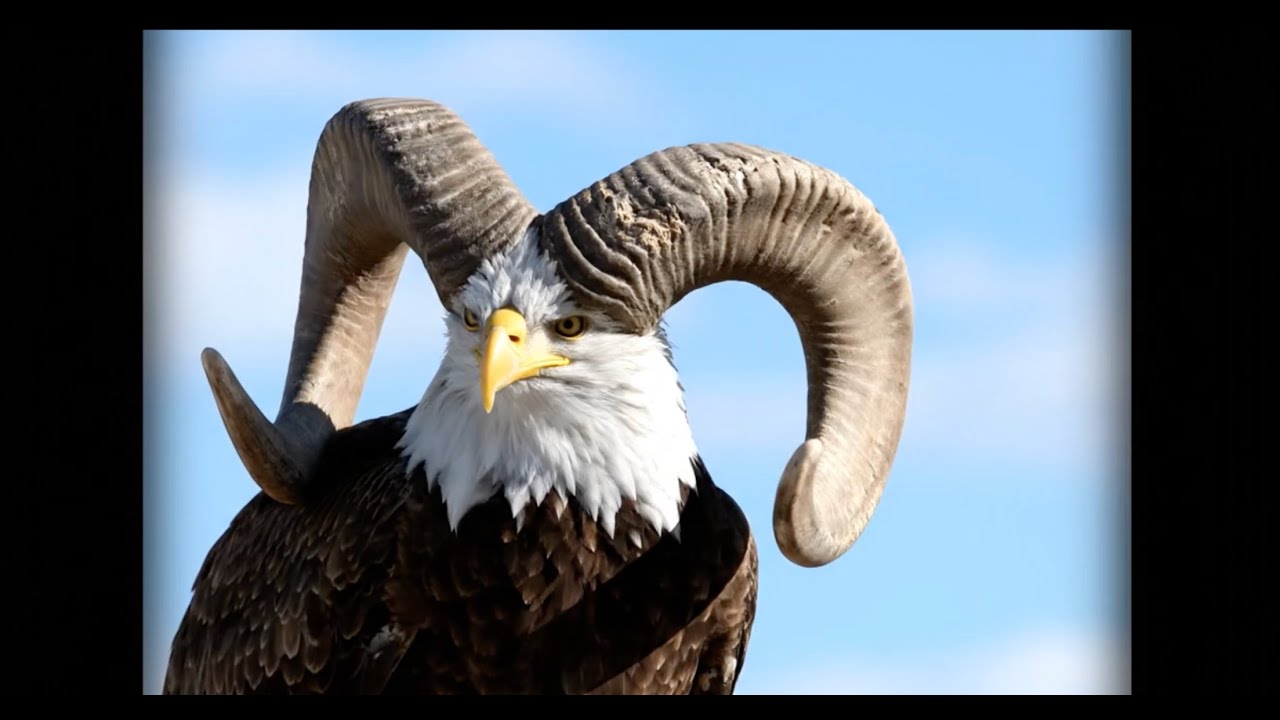 These Alaska Wild Animals Will Blow Your Mind (You've Never Seen This) AI ASMR
