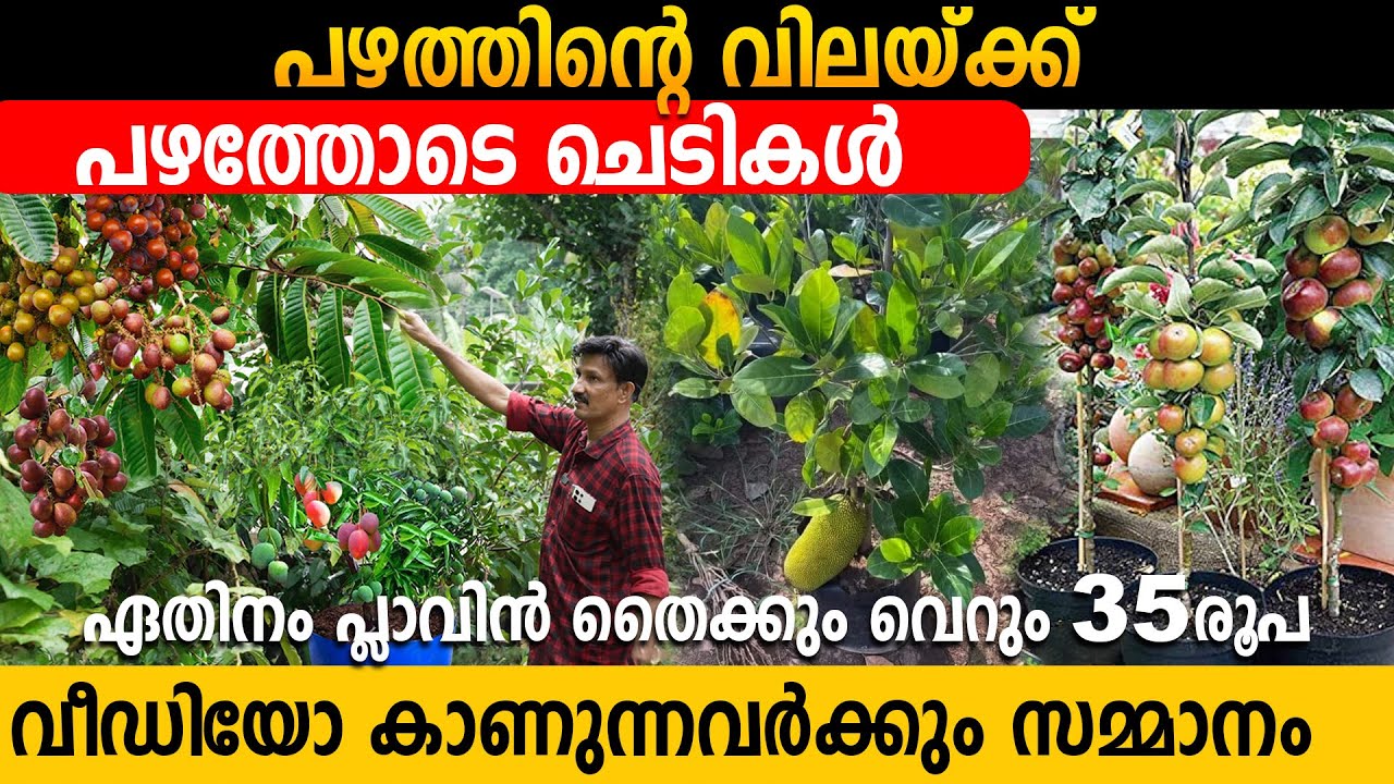 പഴത്തോടെ ചെടികൾ ഏറ്റവും വിലക്കുറവിൽ|Give Away Episode#viral