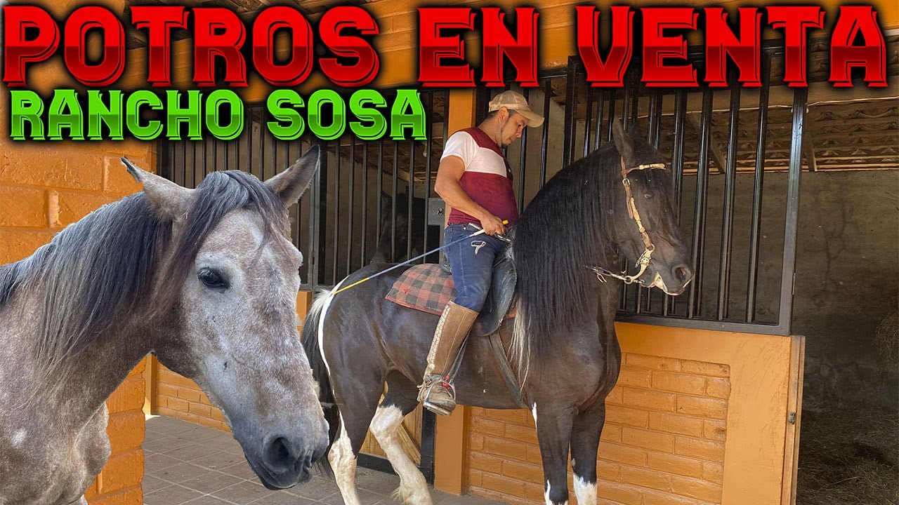 Venta de Caballos en Rancho Sosa