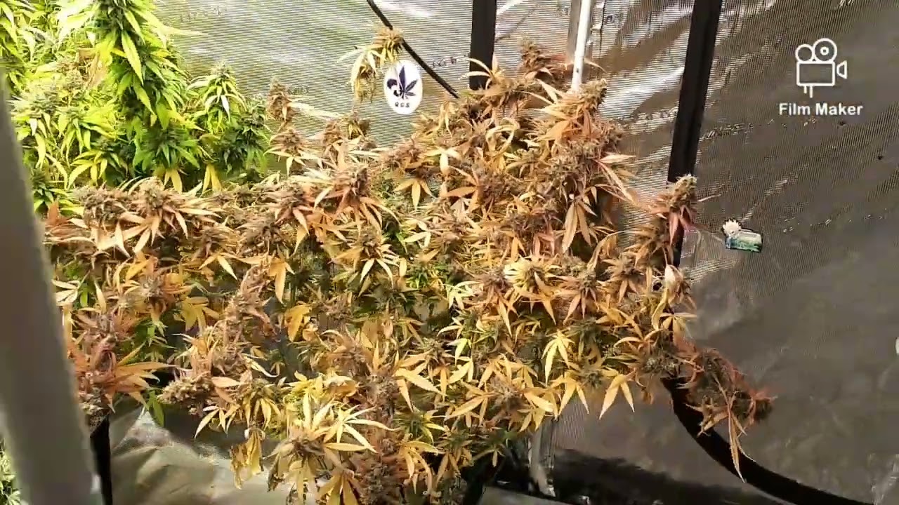 MARS HYDRO 8X8 TENT, FC-E6500, FC4800, TSW2000 AND (NEW) STRIVE NUTRIENTS 💪