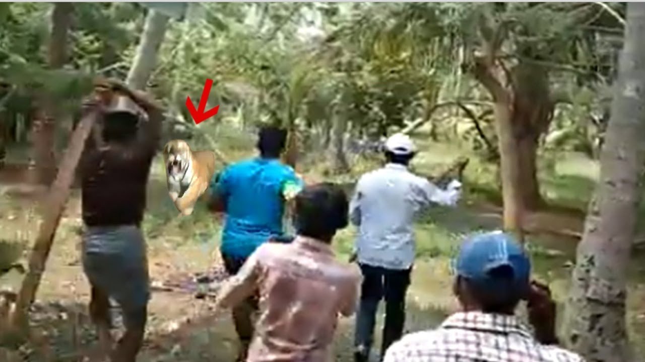 Intense encounters with Lions and Tigers (Wildlife India)!!!