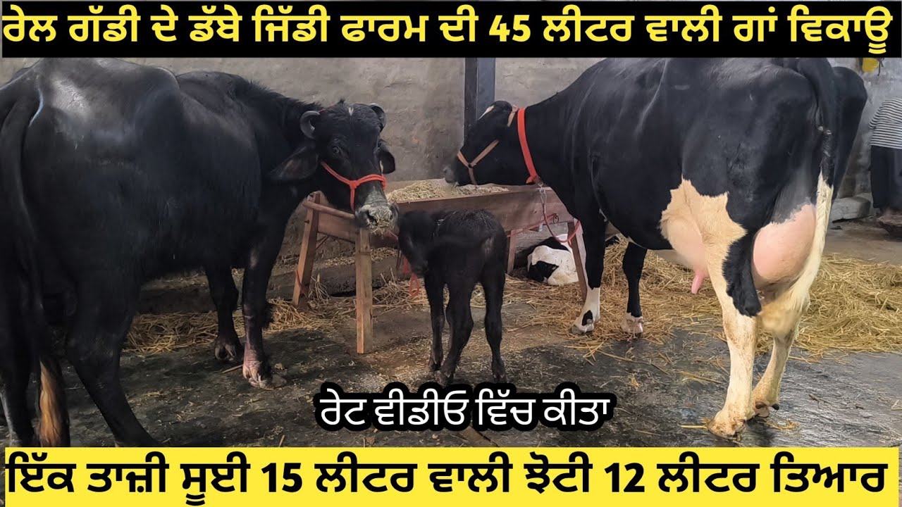 ਰੇਲ ਗੱਡੀ ਦੇ ਡੱਬੇ ਜਿੱਡੀ 45 ਲੀਟਰ ਵਾਲੀ ਗਾਂ ਵਿਕਾਊ। ਤਾਜ਼ੀ ਸੂਈ 15 ਲੀਟਰ ਵਾਲੀ ਝੋਟੀ 12 ਲੀਟਰ ਤਿਆਰ।