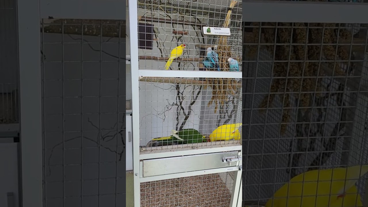 Video 6: Kakariki 2