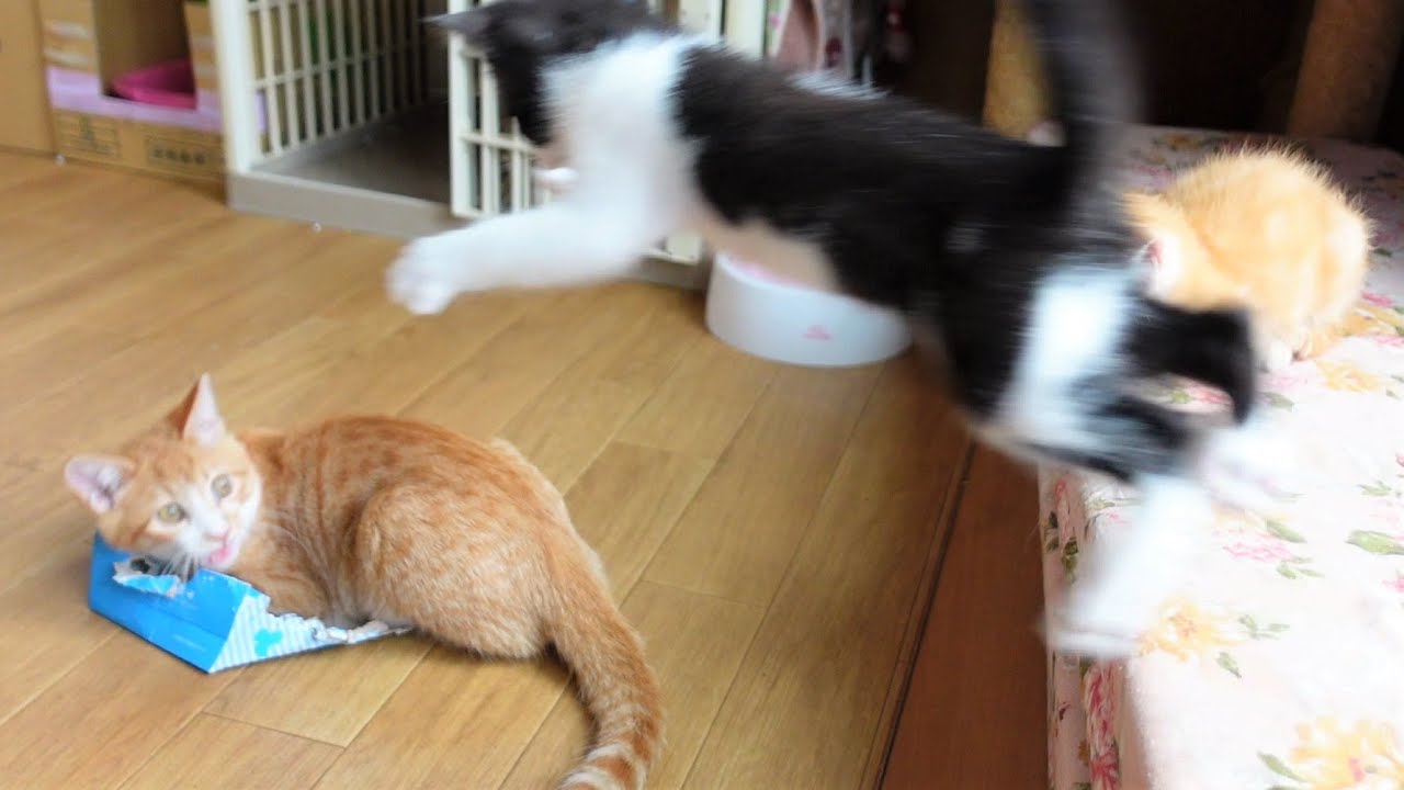 初対面のお兄ちゃん猫と遊びたくて何度も飛びかかる子猫【保護子猫】
