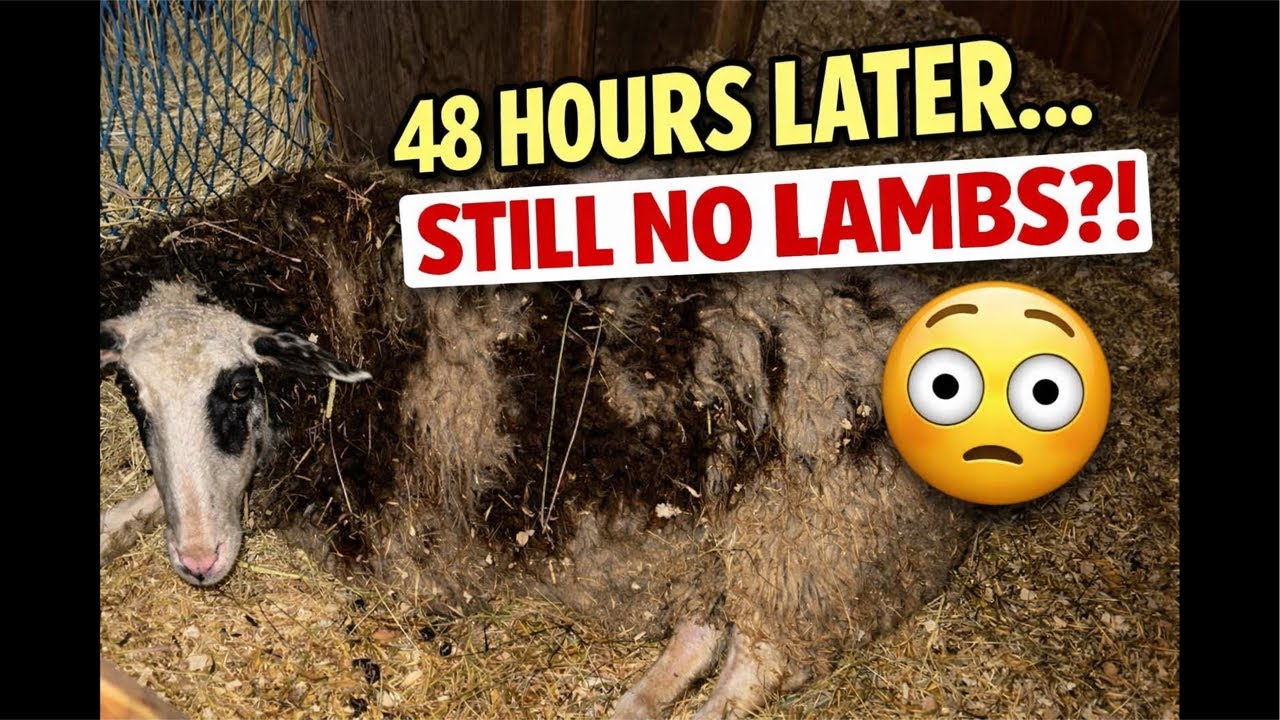 Are we going to lamb today on live ?! - off grid life