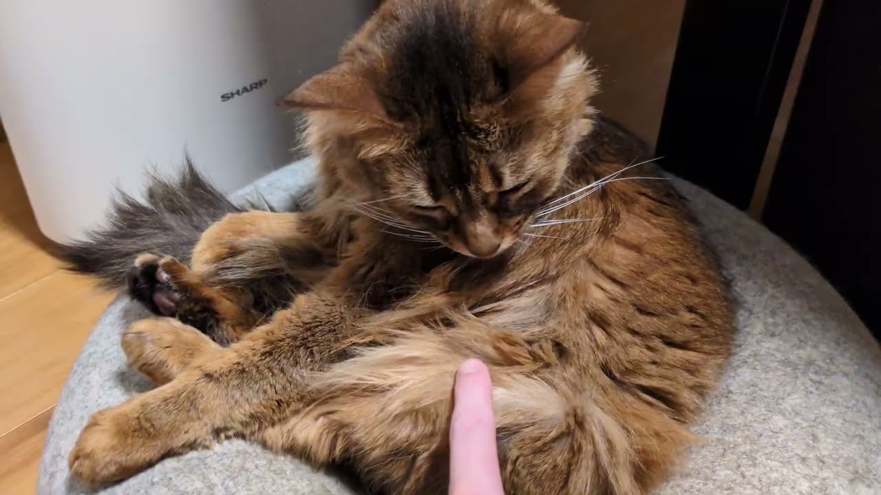 【1480日目】おっさん #ソマリ #cat