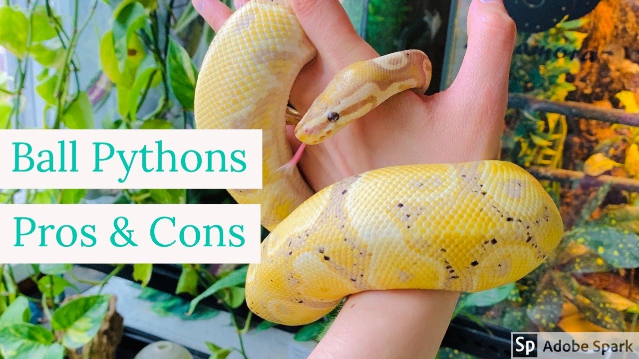 Ball Pythons Pros & Cons