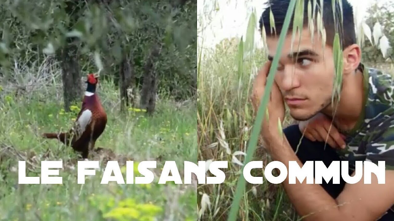 Le faisan commun (Animazone)