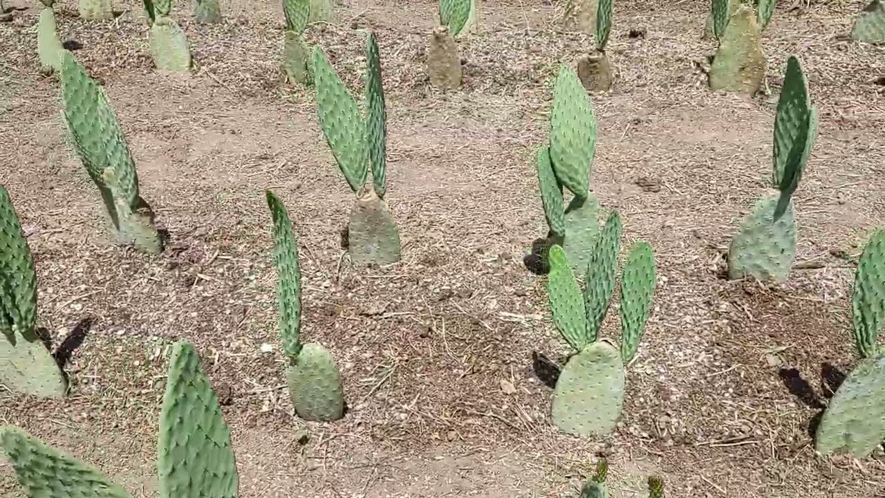 ¿Cuánto miden los retoños del nopal después de un mes de sembrados? (video 5)