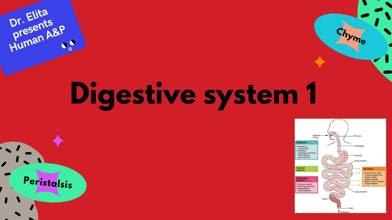 16 Digestive System 1