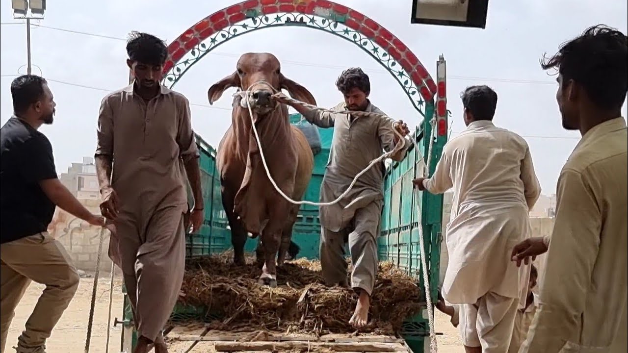 Big Brahman Heavy Bulls Unloading Video | Jamal Cattle Farm | AR Maani