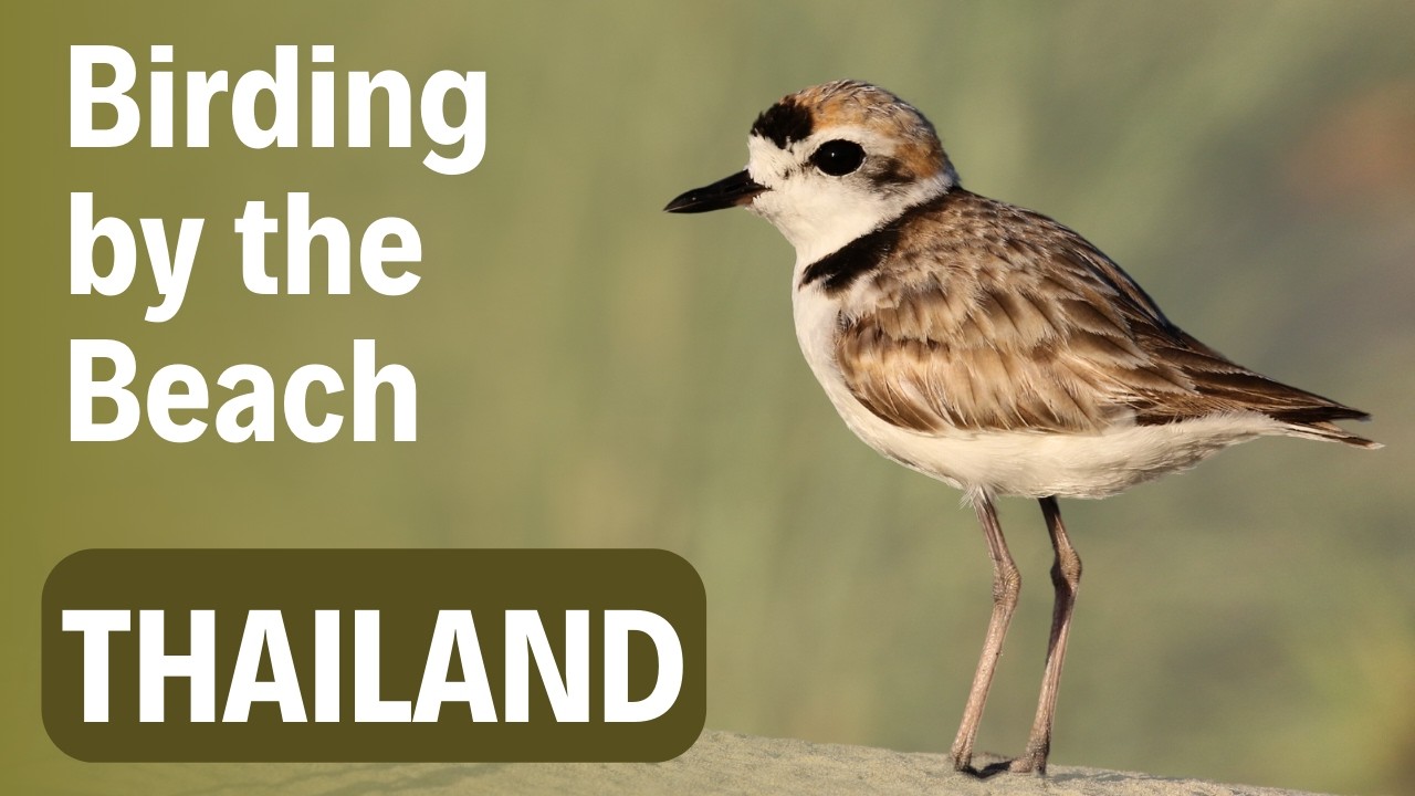 Birding by the Beach | Virtual Birding Trip to Pranburi | Birding in Thailand