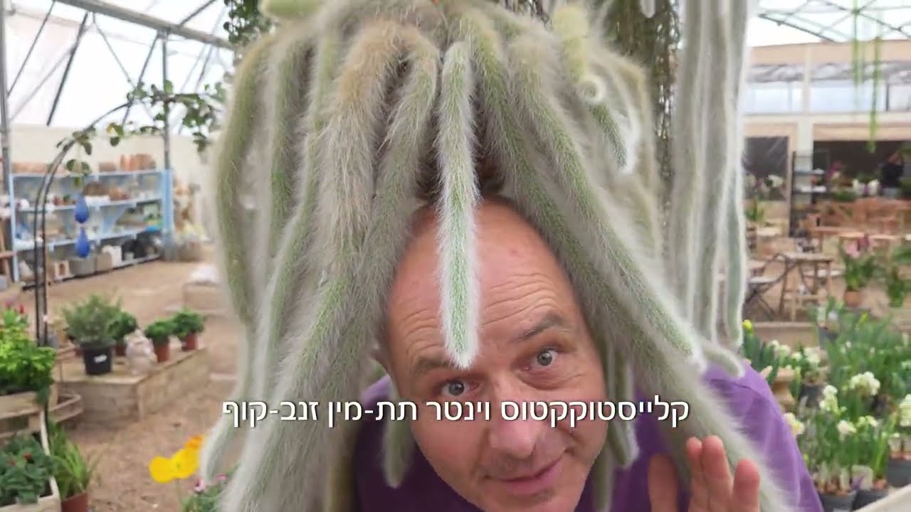 זנב-קוף או בשמו המלא: קלייסטוקקטוס וינטר תת-מין זנב-קוף