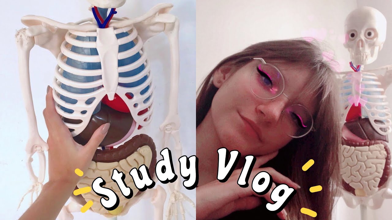 STUDY VLOG: ANATOMIA (narrado) 🧠🦷