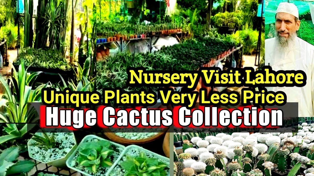 Cactus Nursery visit | Cactus and Succulents plant nursery visit lahore | Huge Cactus collection