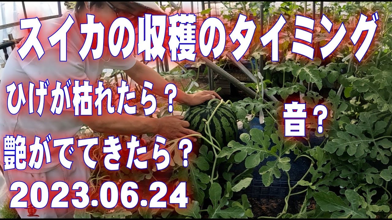 スイカの収穫のタイミング