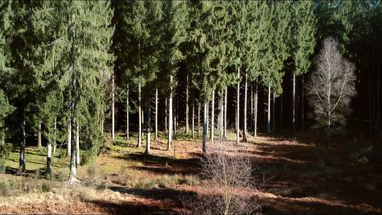 Argonne spruce forests - Pessières d'Argonne, Bois de la Gruerie