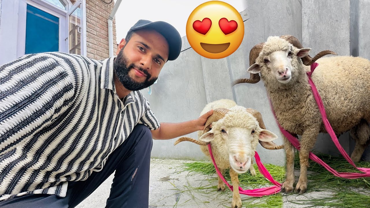 Finally Qurbani Ka Janwar Le liya 😍