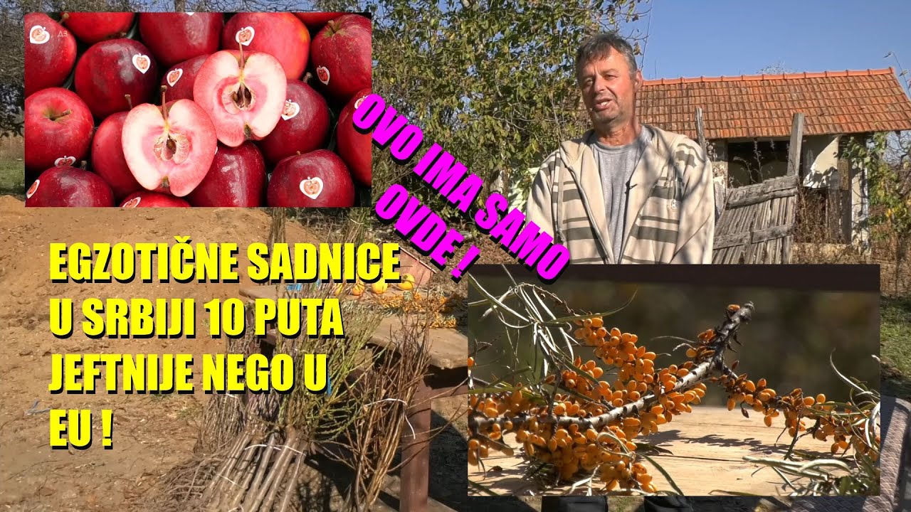 OVE SADNICE NEMA NIKO ! Jabuka CRVENOG MESA - sibirska MASLINA - LIMUN - KAKI - NAŠI - totalna ...