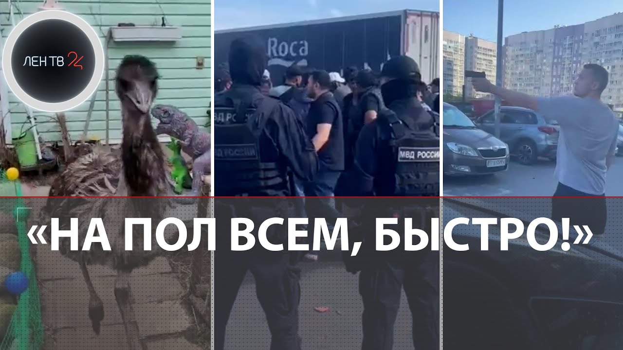 Конфликт в Янино | Поножовщина на пляже | ДТП на КАД | Обыск у организаторов нелегальной миграции