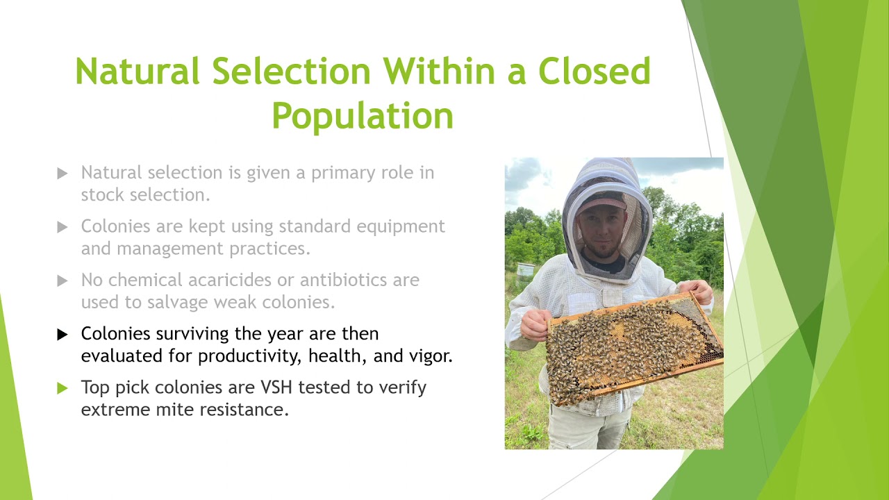 Breeding a Mite Resistant Honey Bee