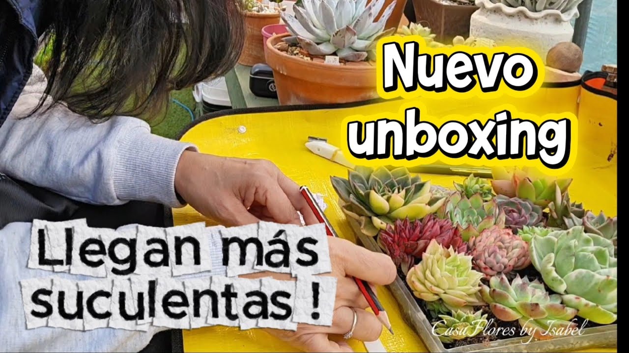 MientrasTRASPLANTO abro CAJITA FELIZ #suculentas #plantlover #unboxing 