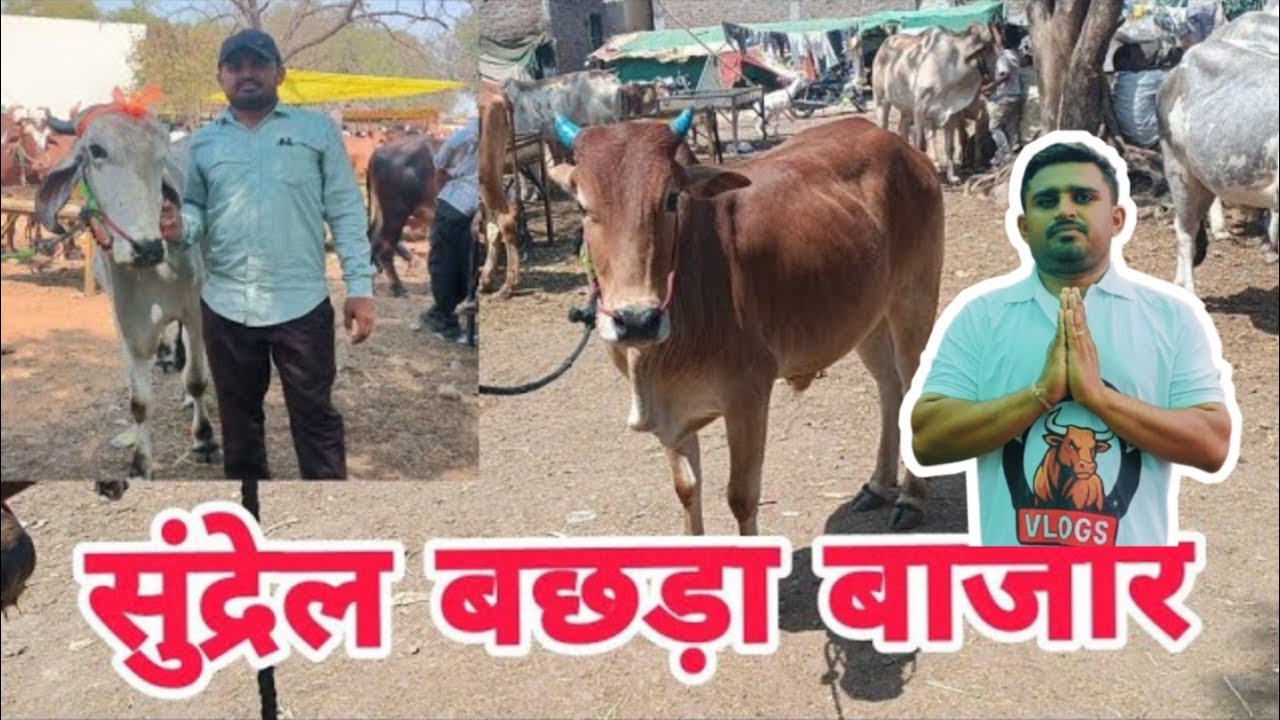 #Sundrel बछड़ा बाजार 🔥 ! इस बार इतने सस्ते में बिके बछड़े!😳😳 #cow #animals #bull #cattle #baffalo