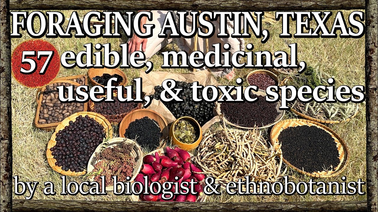 Foraging Walk in Austin, TX | 57 species