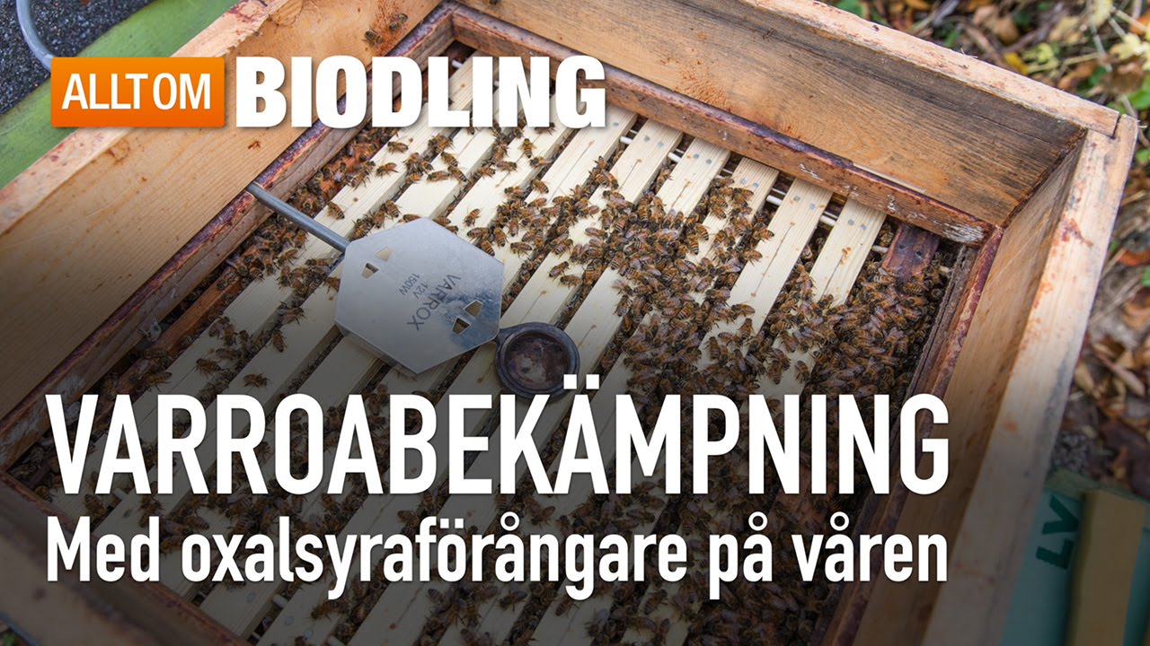 Varroabekämpning med oxalsyraförångare på våren - Bihälsa