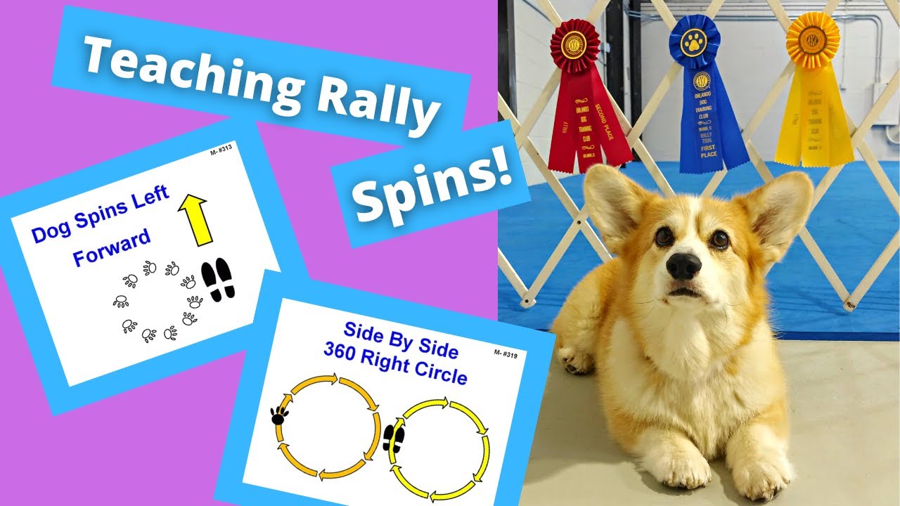 How to Teach Your Dog to Spin // AKC RALLY