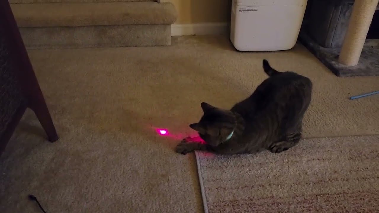 Smart collar with laser for cat