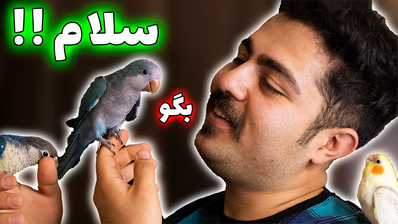 آموزش سخنگو کردن انواع طوطی (عروس هلندی - گرینچیک - راهب و ..)