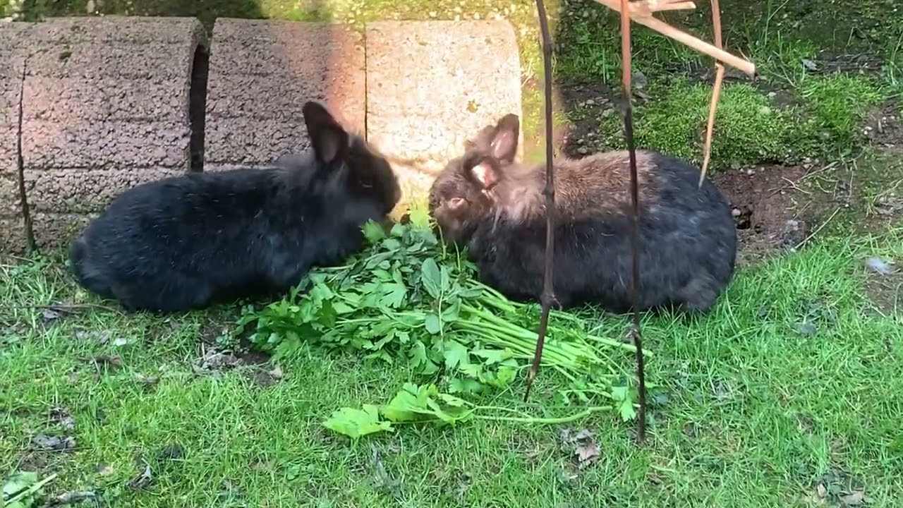Max und Maxima von TINO