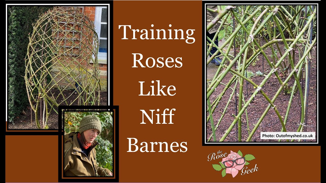 🌹 Training Roses like Niff Barnes / Free-Standing Rose Structures
