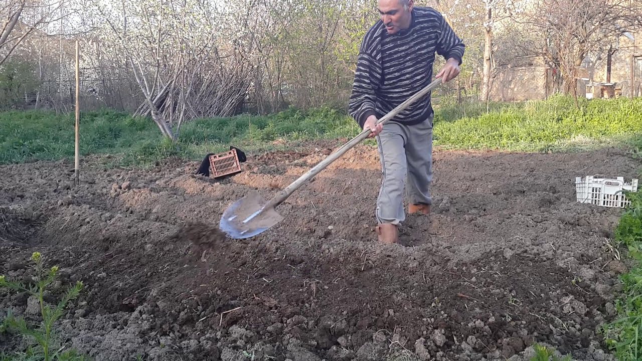 Kartof əkdik
