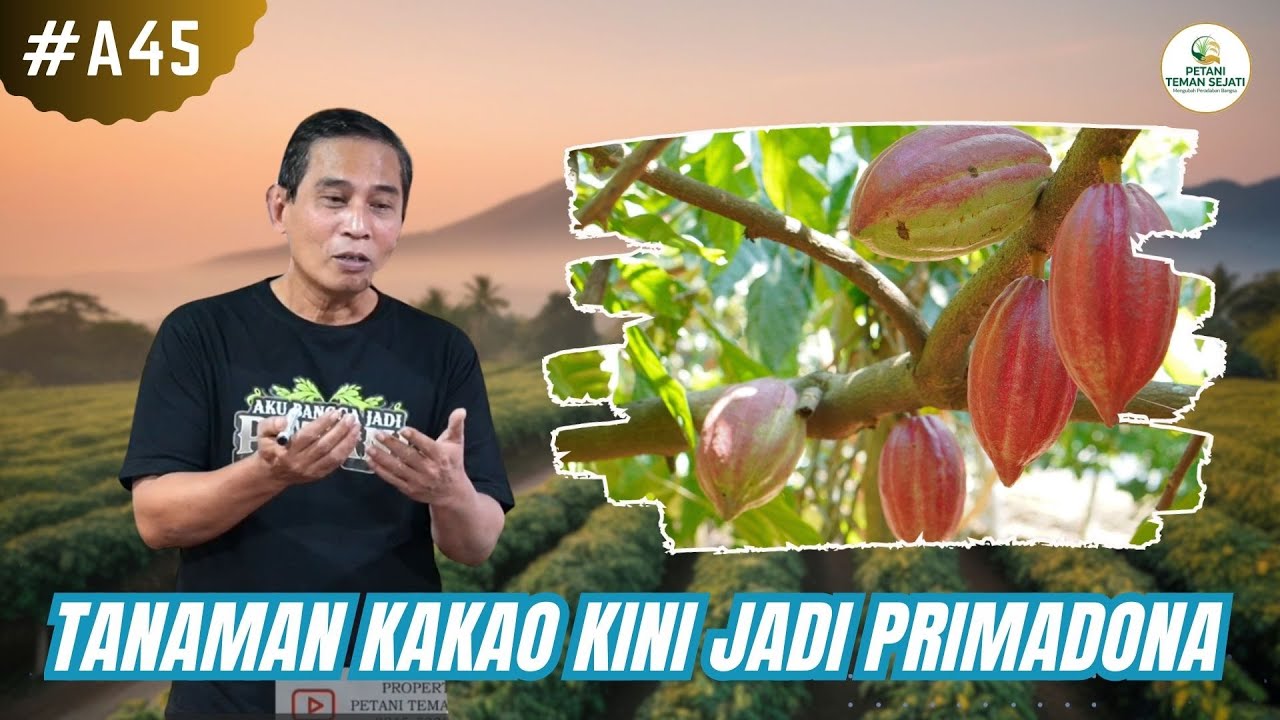 Kakao Kini Menjadi Tanaman Primadona