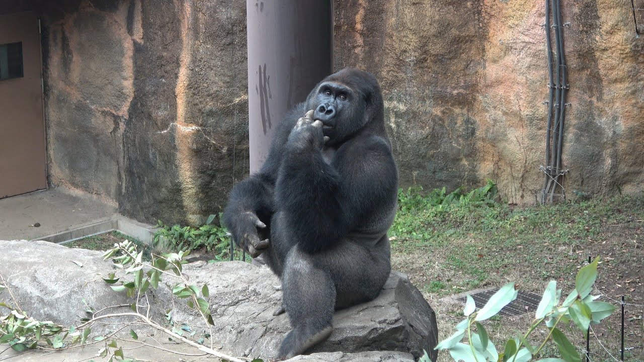 上野に慣れたゲンタロウ　また指を咥える😊　ゴリラ　【上野動物園】　2026年1月20日